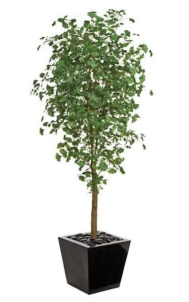 7 Feet Ginkgo Tree - 1,860 Green Leaves - 33 Inches Width - Weighted Base