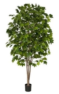 7.5 Feet Sugar Maple Tree - Natural Trunk - 922 Green Leaves
