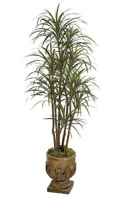 6.5 Foot Decorative Dracaena Marginata - Natural Trunks - 219 Leaves - 7 Heads - Green/Red - Weighted Base