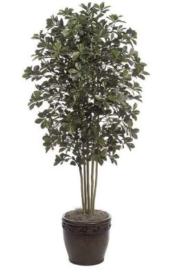 7 Feet Black Olive Tree - Natural Trunks - 3,770 Leaves - Green - Weighted Base