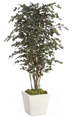 6.5 Feet Beech Tree - Natural Trunk - Green/Black Leaves - 46 Inches Width