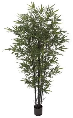 Bamboo Palm Trees With Black Canes