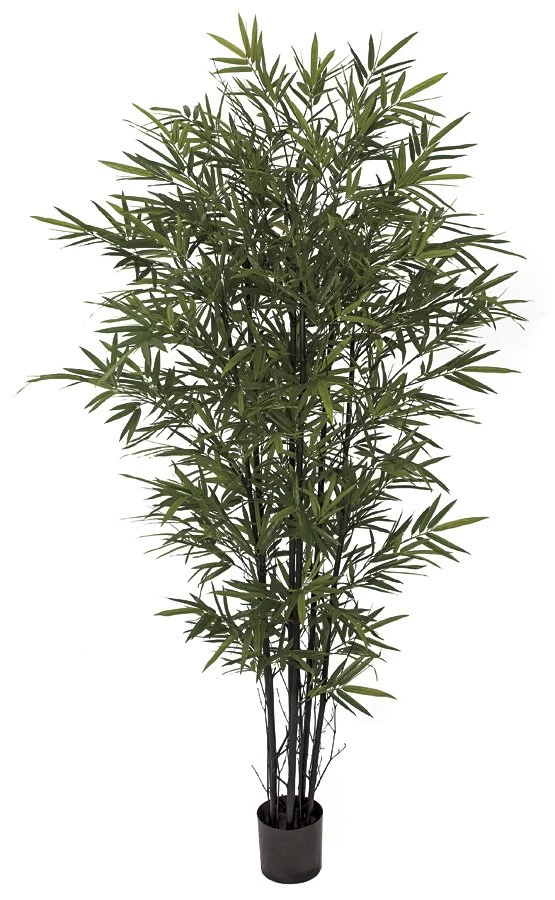 Bamboo Palm Trees With Black Canes