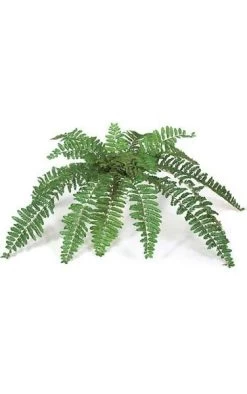 Brake Fern Bush - 18 Green Leaves - 55 Inches Width - Bare Stem
