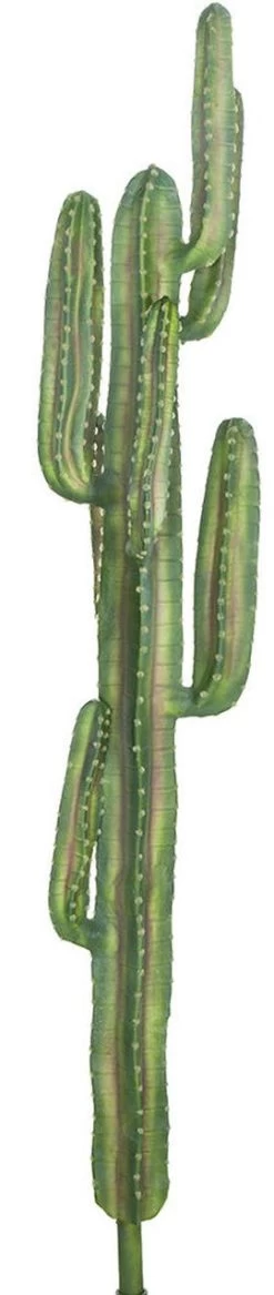 Sunset Barrel Cactus