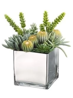 Barrel Cactus/Monkey Tail/Aeonium In Glass Container Green