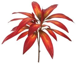 25 Inches Cordyline Plant - 21 Leaves - Bare Stem
