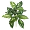 22 Inches Dieffenbachia Plant 18 Lvs
