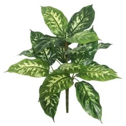 22 Inches Dieffenbachia Plant 18 Lvs