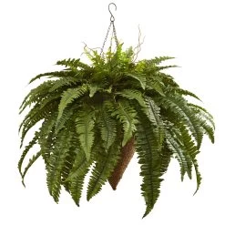 40 Inches Giant Boston Fern With Cone Hanging Basket Indoor/Outdoor