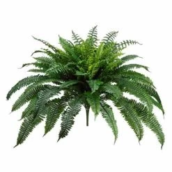 32 Inches New Boston Fern Bush X90 Leaves 45 Inches Wide