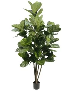 8.5 Foot Multi-Trunk Fiddle-Leaf Fig Tree/Pot
