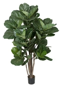 5.5 Feet Fiddle Leaf Fig Tree