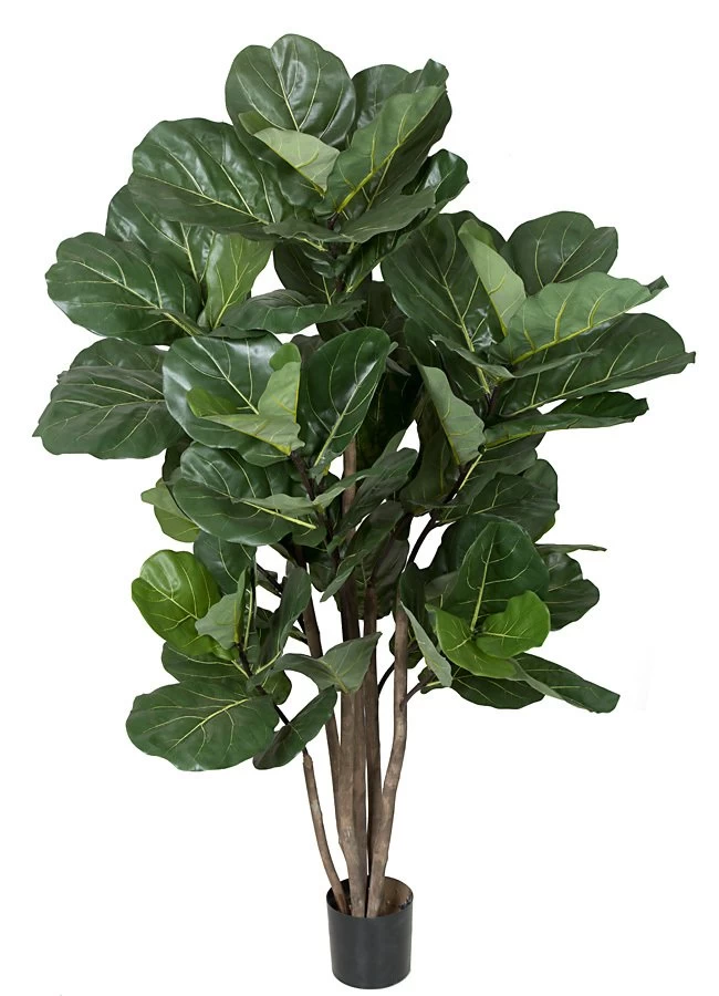 5.5 Feet Fiddle Leaf Fig Tree