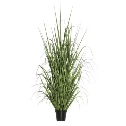 60 Inches Green Outdoor Ryegrass In Pot