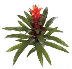 30 Inches Life Like Guzmania Natural Touch