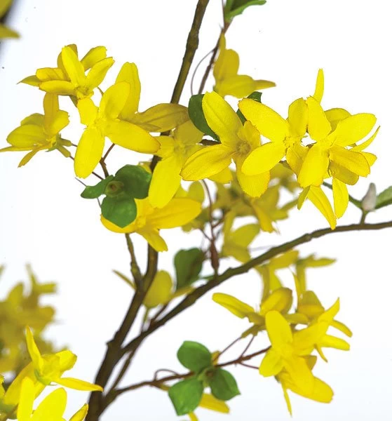 67 Inches Life Like Forsythia Tree - Image 2