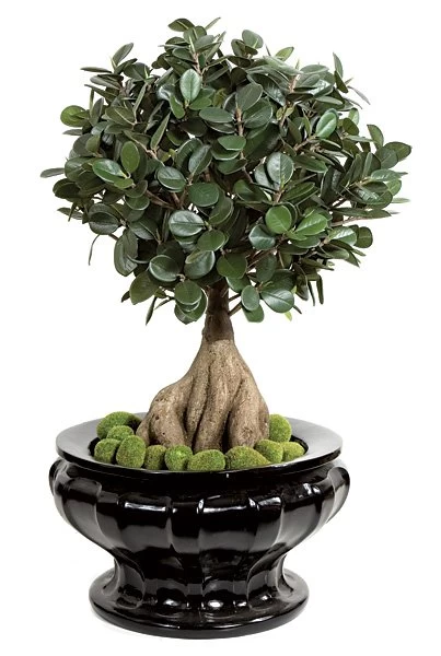 28 Inches Artificial Panda Ficus Bonsai - Synthetic Trunk/Green Leaves - Image 2