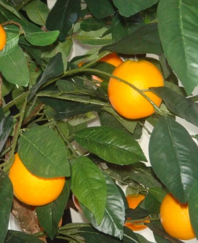 W-2330 4 Feet To 7 Feet Custom Made Life Like ORANGE FRUIT TREE - Image 2