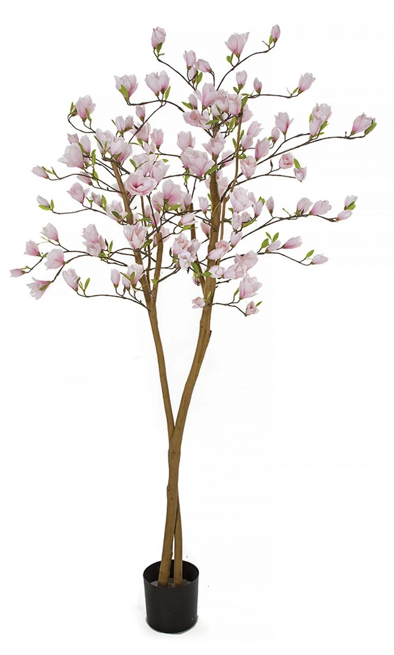 6.5 Foot Flowering Magnolia Trees On Natural Trunk