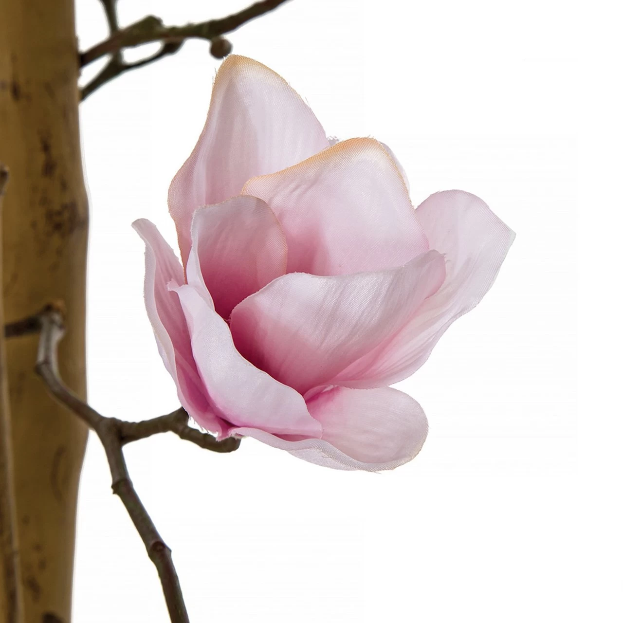 6.5 Foot Flowering Magnolia Trees On Natural Trunk - Image 2