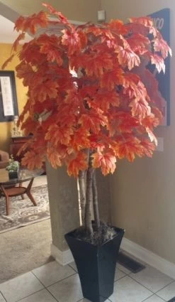 6 Feet Fall Maple Tree