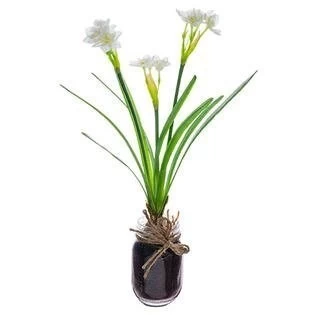 16 Inches Narcissus W/Bulb In Glass Vase White