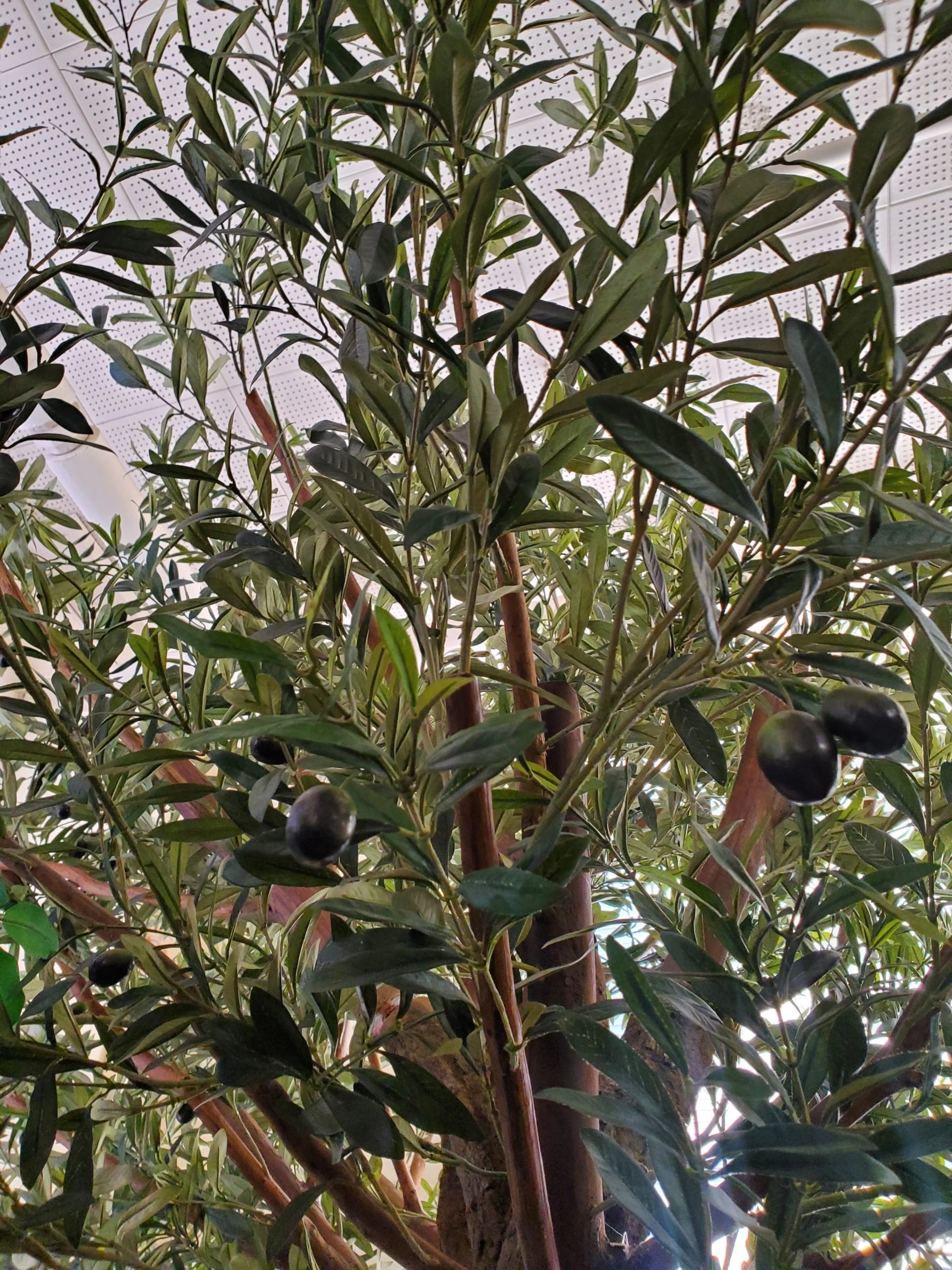 10 FOOT Artificial OLIVE TREE WITH PVC TRUNK AND WOOD POT - Image 3