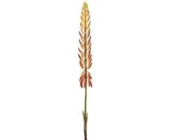 28 Inches Agave Aloe Flower Spray Two Tone Orange