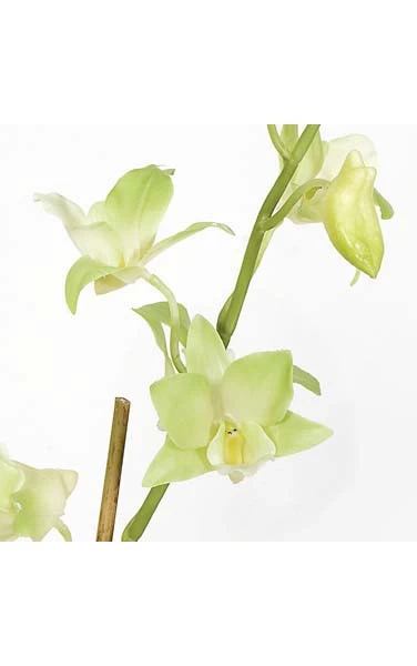 28 Inches Potted Dendrobidium - Tutone Green - Ceramic Pot - Image 3