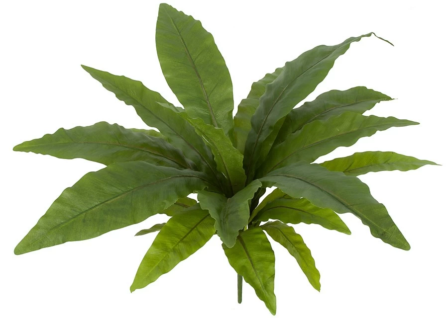 Earthflora's 16 Inch X 24 Inch Bird Nest Fern - Image 2