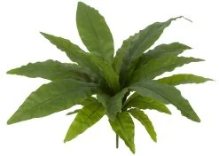 Earthflora's 16 Inch X 24 Inch Bird Nest Fern