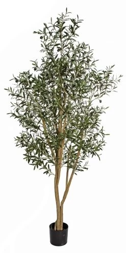 7.5 FOOT OLIVE TREE WITH OLIVES ON NATURAL TRUNK