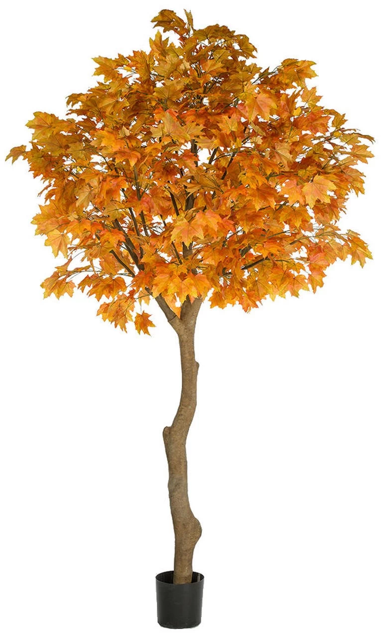 10.5 Foot Large Sugar Maple Tree In Orange Or Green Colors - Image 2