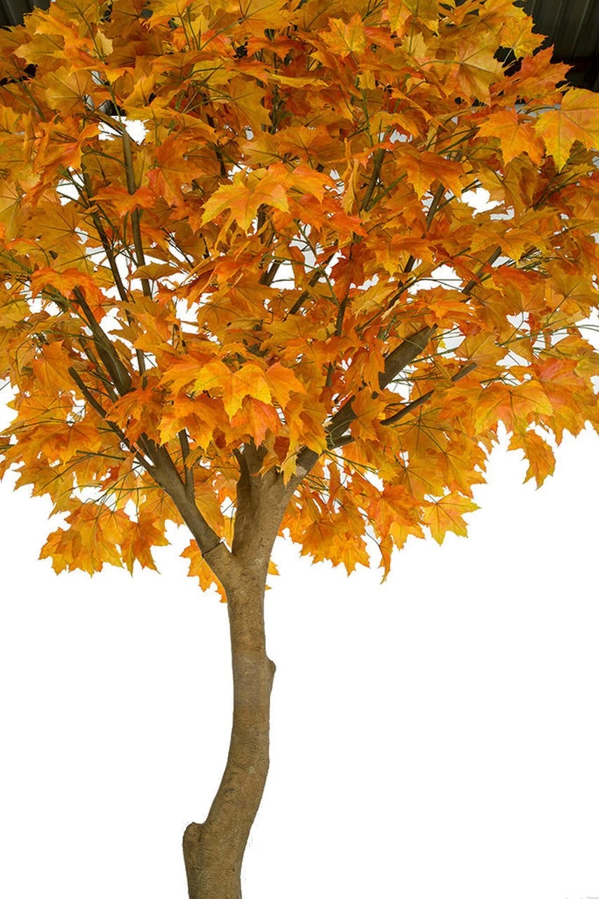 10.5 Foot Large Sugar Maple Tree In Orange Or Green Colors - Image 5