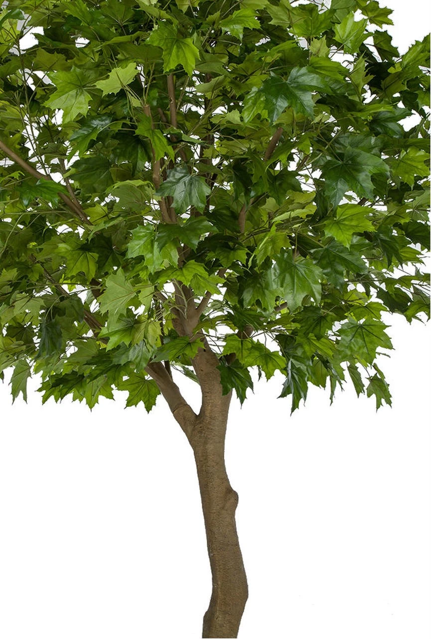 10.5 Foot Large Sugar Maple Tree In Orange Or Green Colors - Image 4