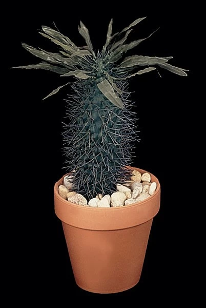 10.5 Inches Plastic Madagascar Palm Cactus