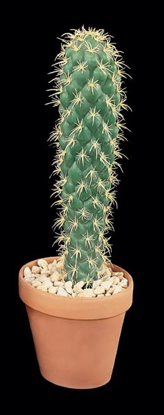 Plastic Life Like Faux Organ Pipe Cactus