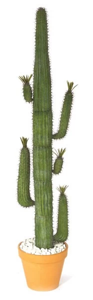7 Feet-8 Feet Saguaro With Leaves