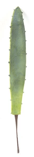 Medium Agave Leaf Pick Sold In A Set Of 6