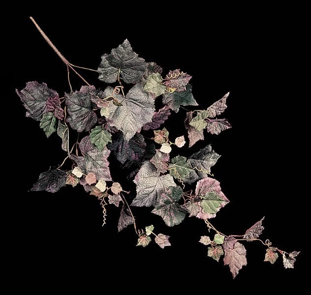 Frosted Grape Ivy Vine Sold In A Set Of 6