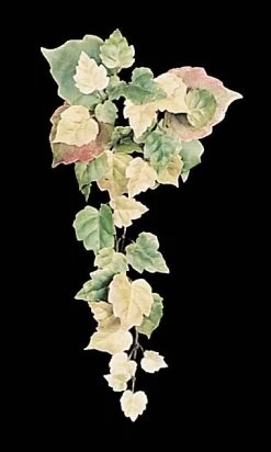 Cissus Candle Ring 3pc Set