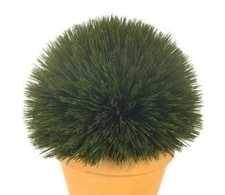Ball Wheat Grass