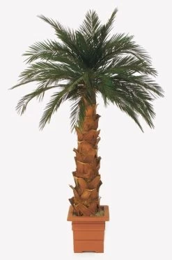 15 Feet Preserved Canariensis Palm On Natural Trunk