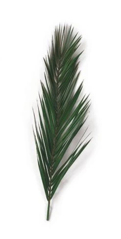 WR-4002 3 Feet Preserved Canariensis Palm Frond (Set Of 5)