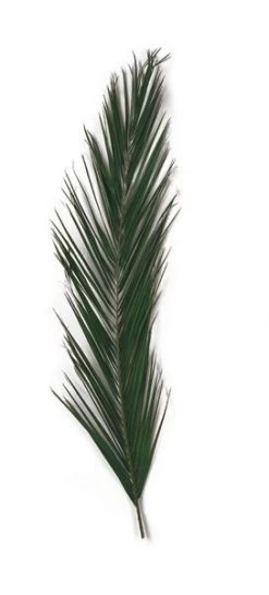 40 Inches Preserved Canariensis Palm Frond (Set Of 5)