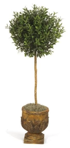 5.5 Feet Olive Ball Tree