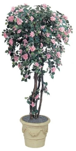 Bougainvillea Tree Select Your Height & Color