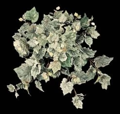 Frosted Grape Ivy Bush