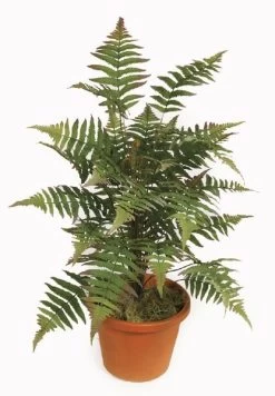 34 Inches Forest Fern Cluster